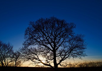 Winter Tree at Dusk