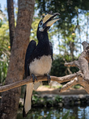 Indonesia, november 2019: Close up portrait of Oriental pied hornbill(Anthracoceros albirostris) in nature at Bali Bird Park