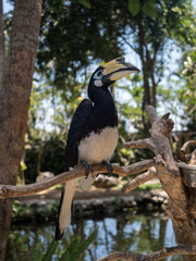 Indonesia, november 2019: Close up portrait of Oriental pied hornbill(Anthracoceros albirostris) in nature at Bali Bird Park