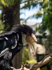 Indonesia, november 2019: Close up portrait of Oriental pied hornbill(Anthracoceros albirostris) in nature at Bali Bird Park