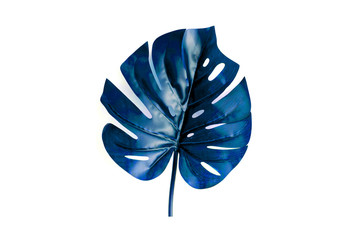 Leaf Monstera classic blue color in isolation. Trend. Design.
