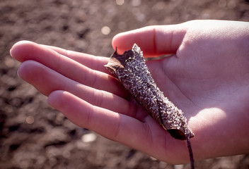 Withered dry leaf with frosty hoarfrost in his hand. A woman holds in her hand a rolled-up dried brown leaf covered with frosty snow and ice. The frozen leaf.