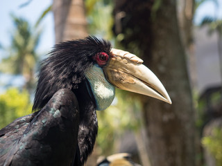 Indonesia, november 2019: Close up portrait of Oriental pied hornbill(Anthracoceros albirostris) in nature at Bali Bird Park
