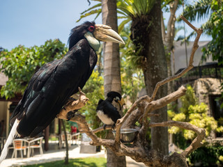 Indonesia, november 2019: Close up portrait of Oriental pied hornbill(Anthracoceros albirostris) in nature at Bali Bird Park