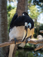 Indonesia, november 2019: Close up portrait of Oriental pied hornbill(Anthracoceros albirostris) in nature at Bali Bird Park