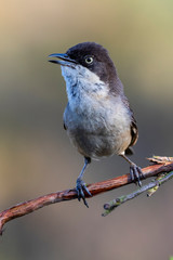 Orfea Warbler (Sylvia hortensis) portrait