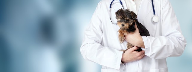 Small cute dog examined at the veterinary doctor, close-up - obrazy, fototapety, plakaty