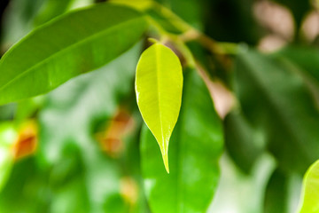 Young green leaf on a background of old green leaves. Close-up.