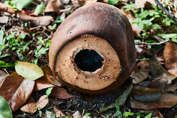 Coco en verano con hojas macro