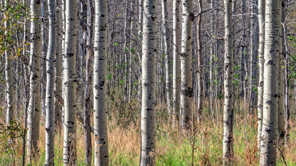 Birch Trees in a forest