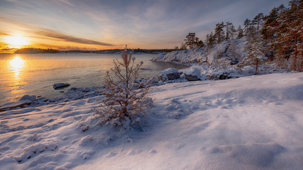 little christmas tree in the snow and winter sunrise on the lake Ladoga island Kajosaari Republic of Karelia