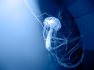 Poisionous Jellyfish Japanese Sea Nettle, Chrysaora pacifica. Neon glow light effect. Selective focus. Classic blue color of the year 2020