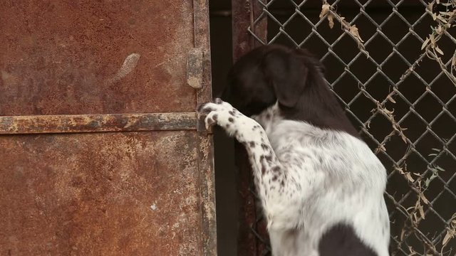 A shelter for dogs where different types of stray dogs live. Dogs drink water, eat dog food, fight each other, play, dog without a leg. man loves dogs. 
