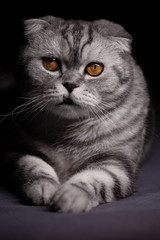 Scottish fold cat on bed