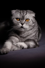 Scottish fold cat on bed