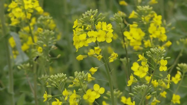 Closeup of flowering colza (rapeseed or canola) in Europe, plant for green energy, oil industry and honey plant, rape seed field backlight closeup on blue cloudy sky background. 
