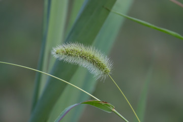 Foxtail Grass Inflorescence in Summer
