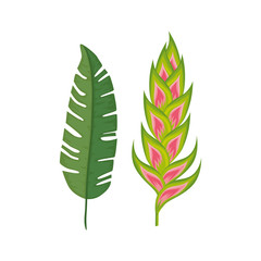 flower heliconia with leaf isolated icon vector illustration design