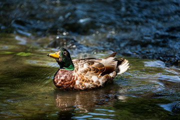 Beautiful Canada Mallard duck in water.
