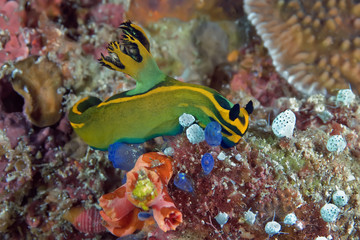 Fototapeta na wymiar Nudibranch crawling on the coral reef. Philippines