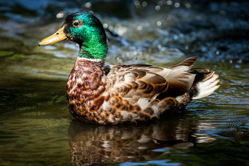 Beautiful Canada Mallard duck in water.