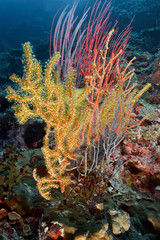 Fototapeta na wymiar Hard coral Agabaria splendens. Underwater photography, Philippines.