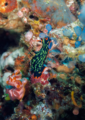 Nembrotha kubaryana nudibranch crawling on the coral. Underwater photography, Philippines.