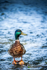 Beautiful Canada Mallard duck in water.