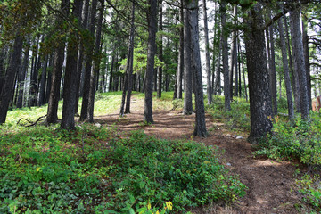 Lodgepole Pine Forest 