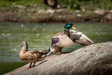 Beautiful Canada Mallard duck in water.
