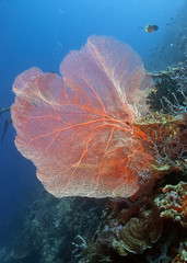 Hard coral Subergorgia hicksoni. Underwater photography, Philippines.