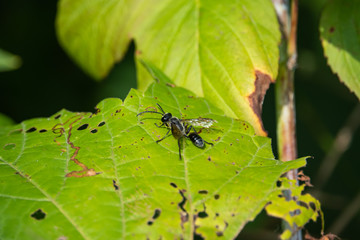Grass Carrying Wasp on Leaf in Summer