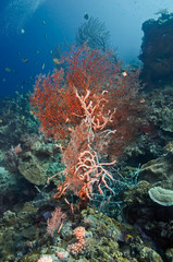 Naklejka na ściany i meble Hard coral Agabaria splendens. Underwater photography, Philippines.