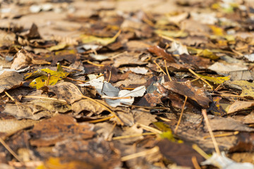 autumn leaves on the ground