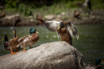 Beautiful Canada Mallard duck in water.