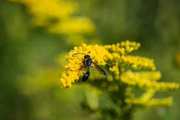 Grass Carrying Wasp on Goldenrod Flowers