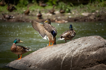 Beautiful Canada Mallard duck in water.