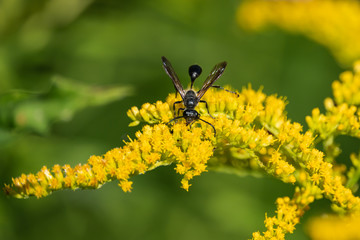 Grass Carrying Wasp on Goldenrod Flowers