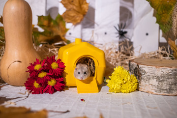 cute hamster in his yellow house