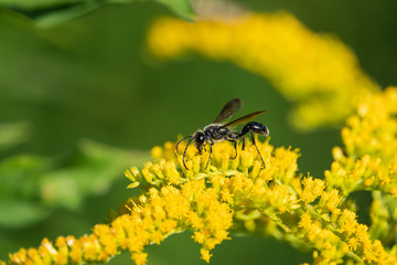 Grass Carrying Wasp on Goldenrod Flowers