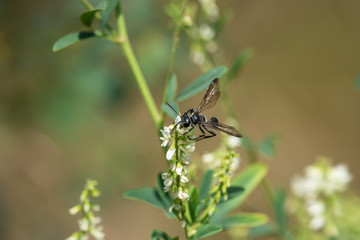 Grass Carrying Wasp on Sweet White Clover Flowers