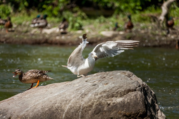 Beautiful Canada Mallard duck in water.