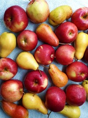 close-up of apples and pears