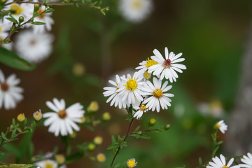 Fototapeta premium North American Aster Flowers in Bloom