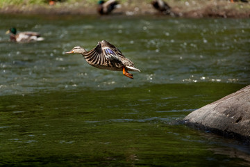 Beautiful Canada Mallard duck in water.