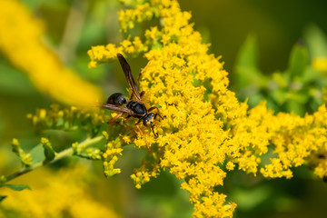 Northern Paper Wasp on Goldenrod Flowers in Summer