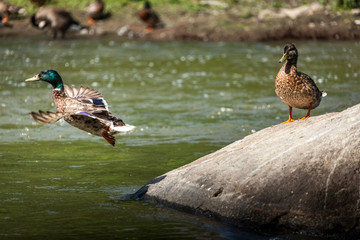 Beautiful Canada Mallard duck in water.