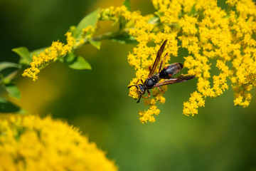 Northern Paper Wasp on Goldenrod Flowers in Summer