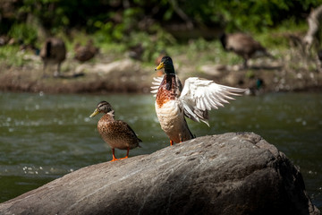 Beautiful Canada Mallard duck in water.