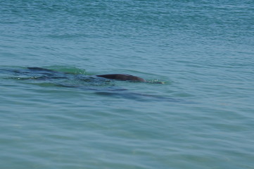 Obraz premium イルカに餌付け